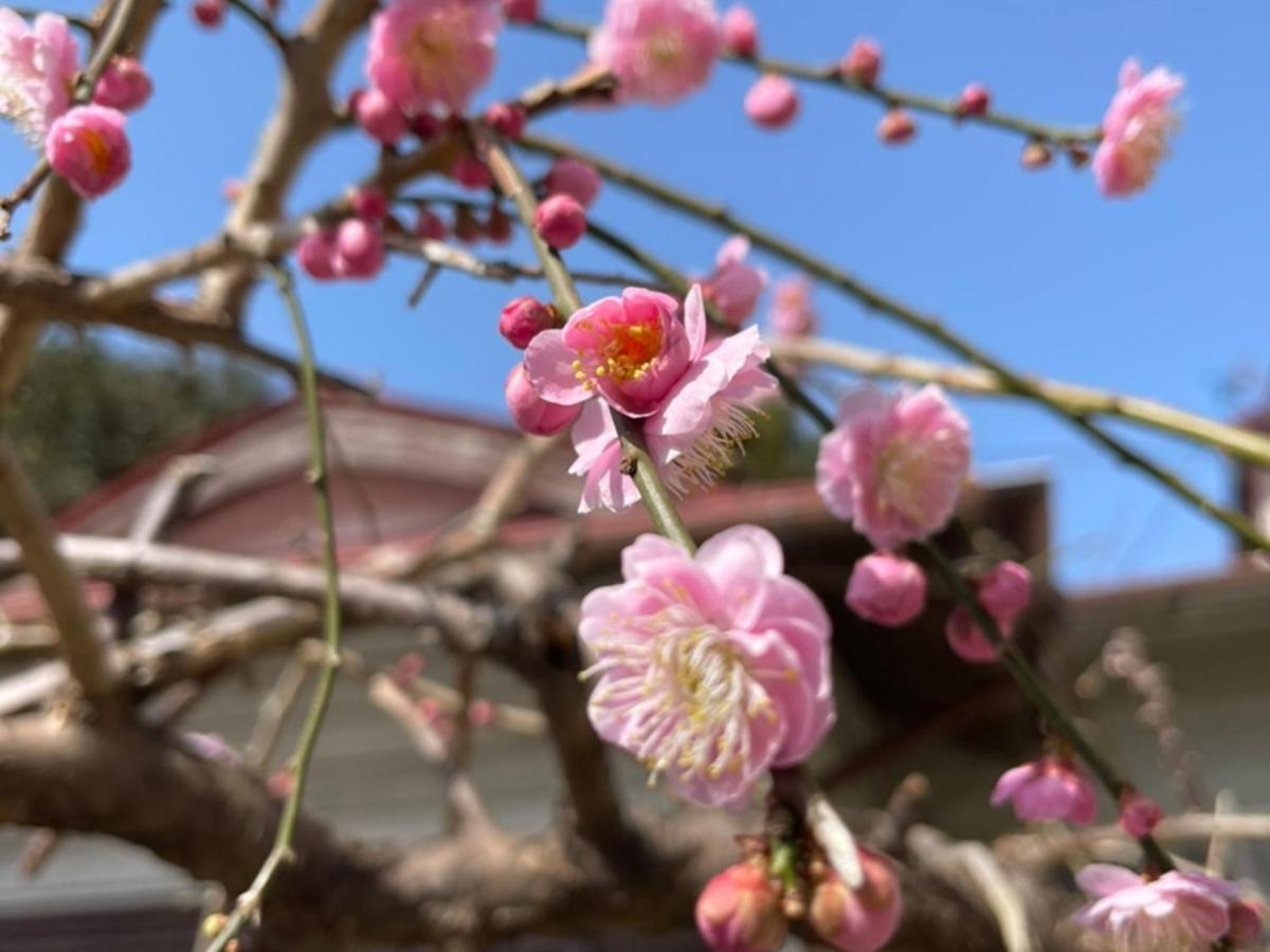 癒楽 伊豆大島 Oshima Exterior foto