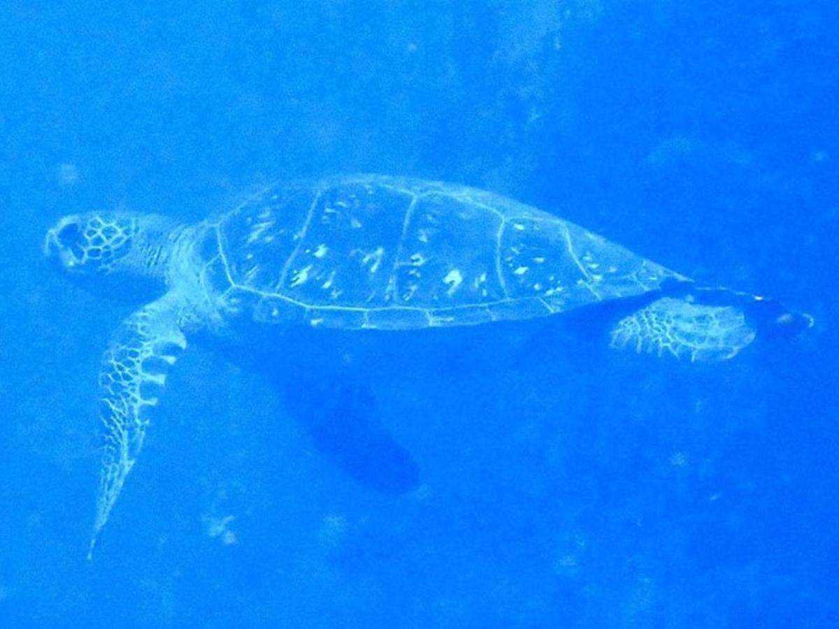 癒楽 伊豆大島 Oshima Exterior foto