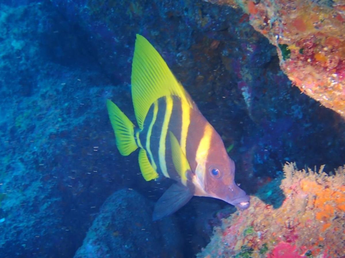 癒楽 伊豆大島 Oshima Exterior foto