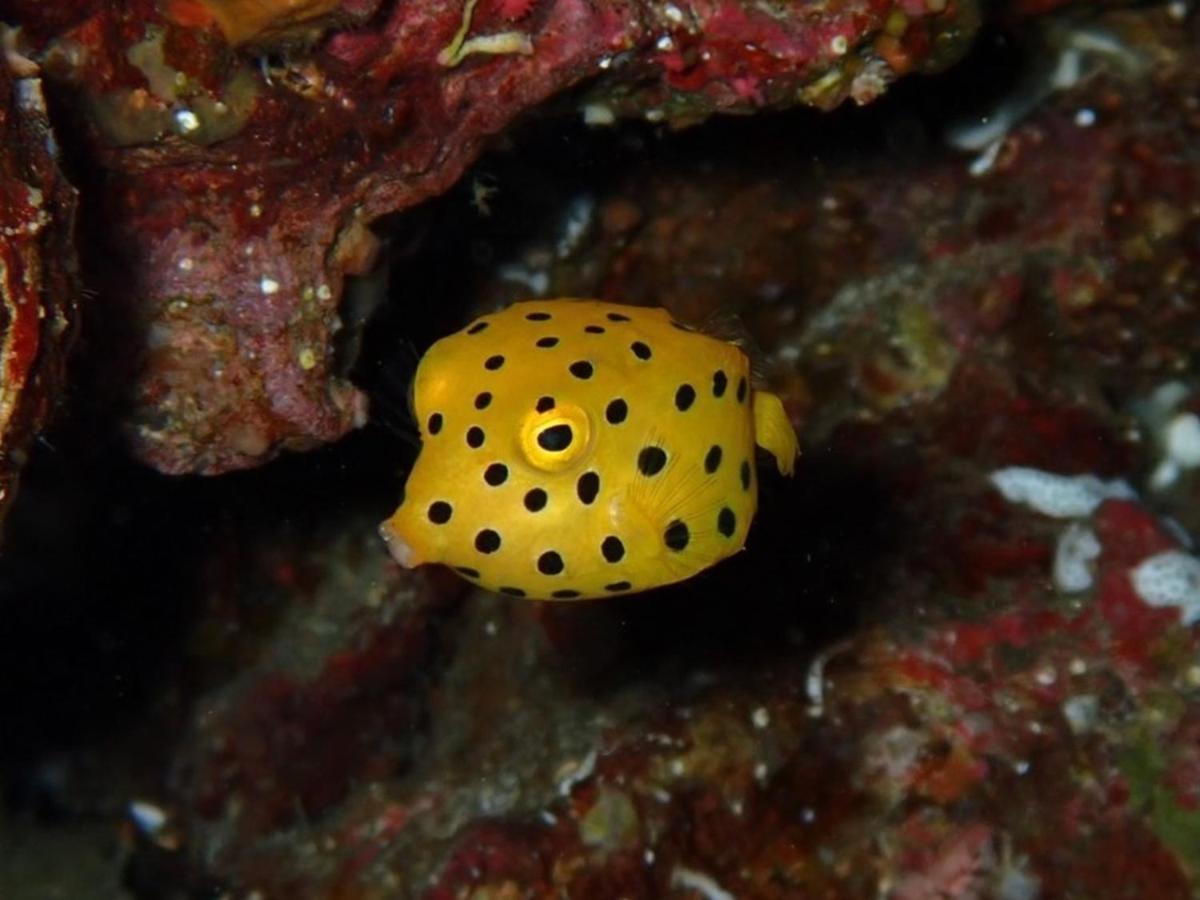 癒楽 伊豆大島 Oshima Exterior foto