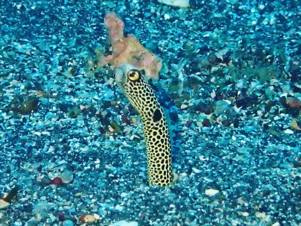 癒楽 伊豆大島 Oshima Exterior foto